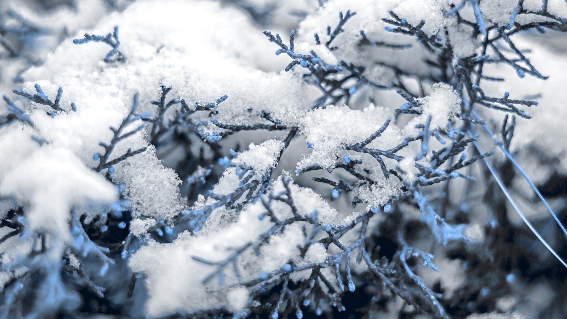 winter frost snow cold frozen tree season ice nature icy weather frosty snow-white branch snowflake christmas wood