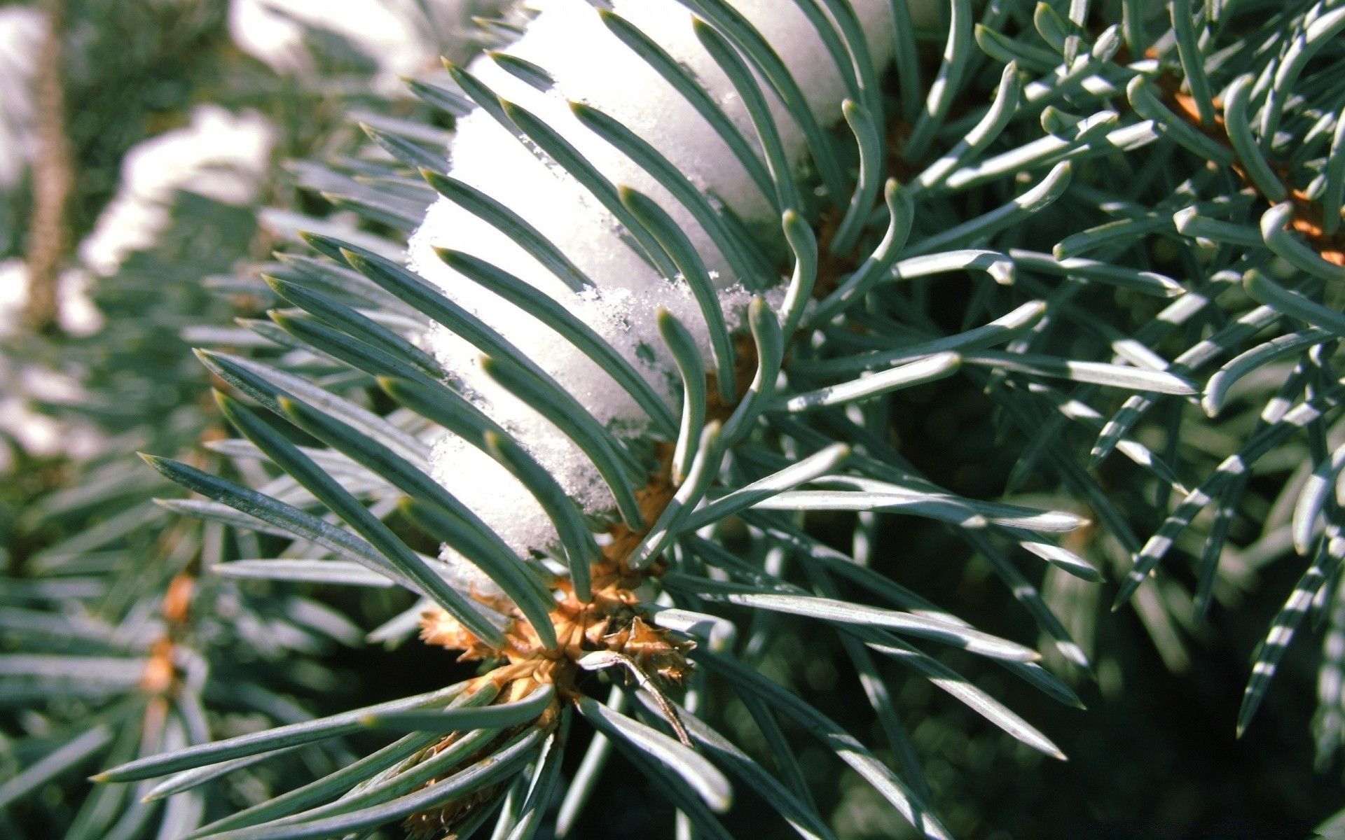 winter nadeln evergreen baum weihnachten kiefer nadelbaum natur blatt flora dekoration zweig tanne saison nadelbaum fichte im freien scharf farbe