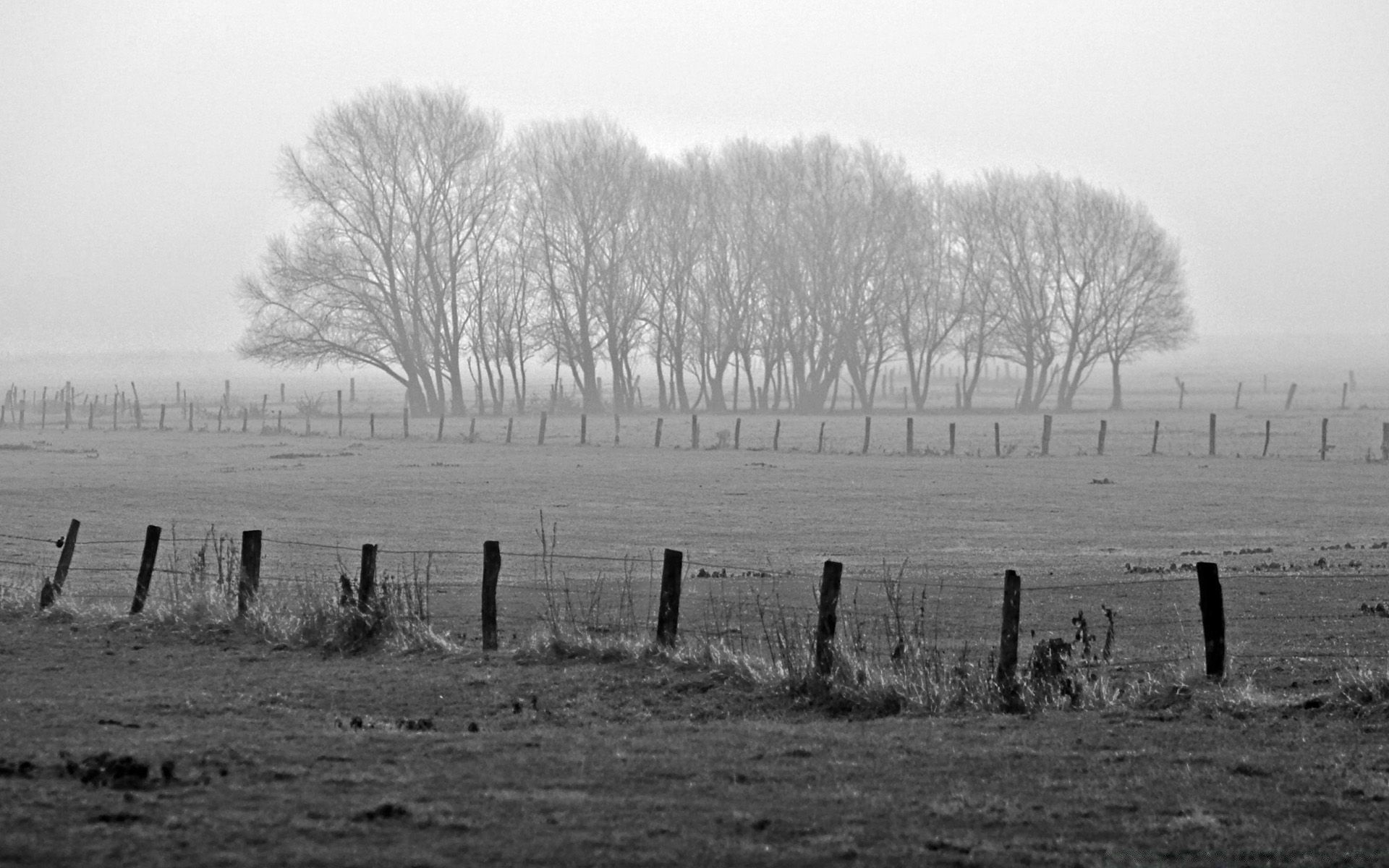 inverno paisagem árvore monocromático preto e branco névoa