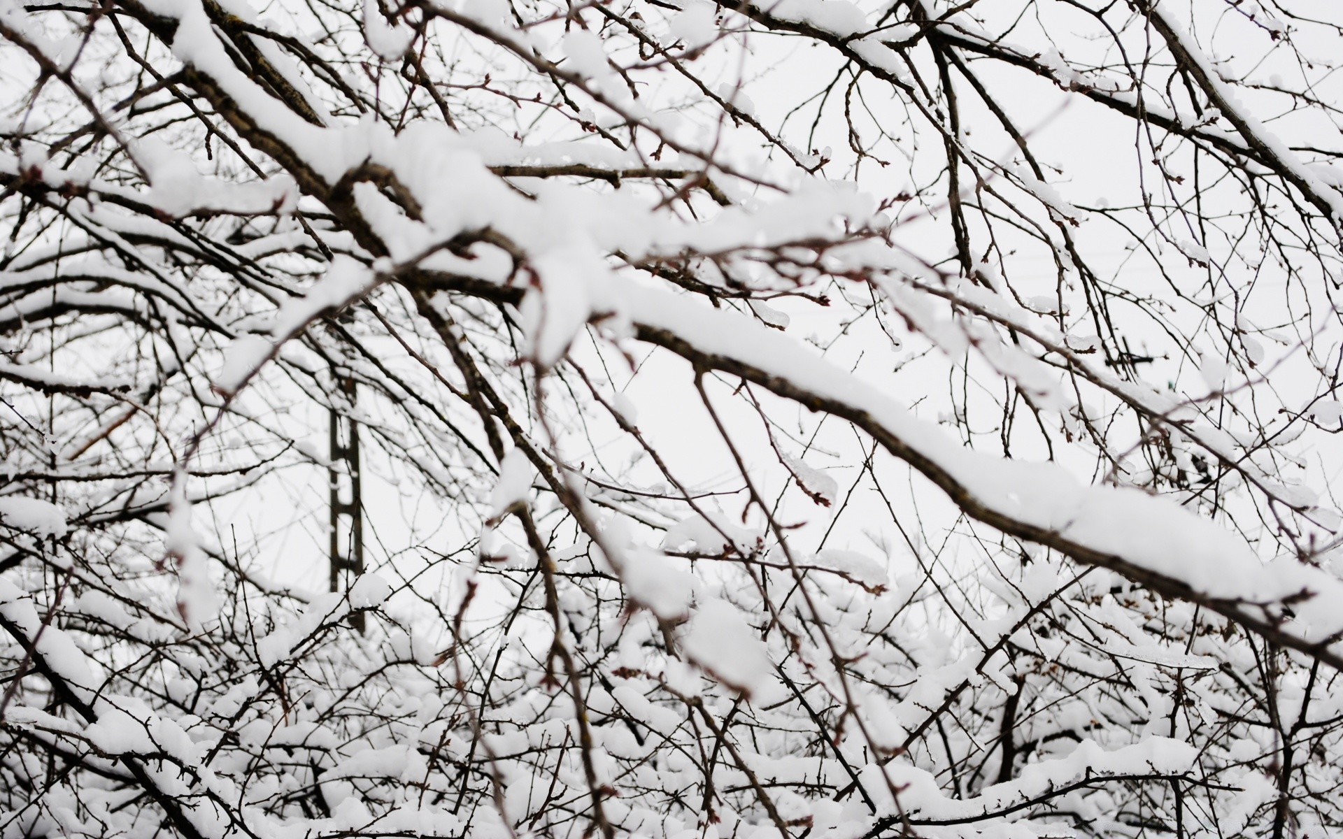 inverno árvore ramo natureza neve pássaro temporada desktop madeira frio folha céu parque quarta-feira outono claro abstrato construção brilhante