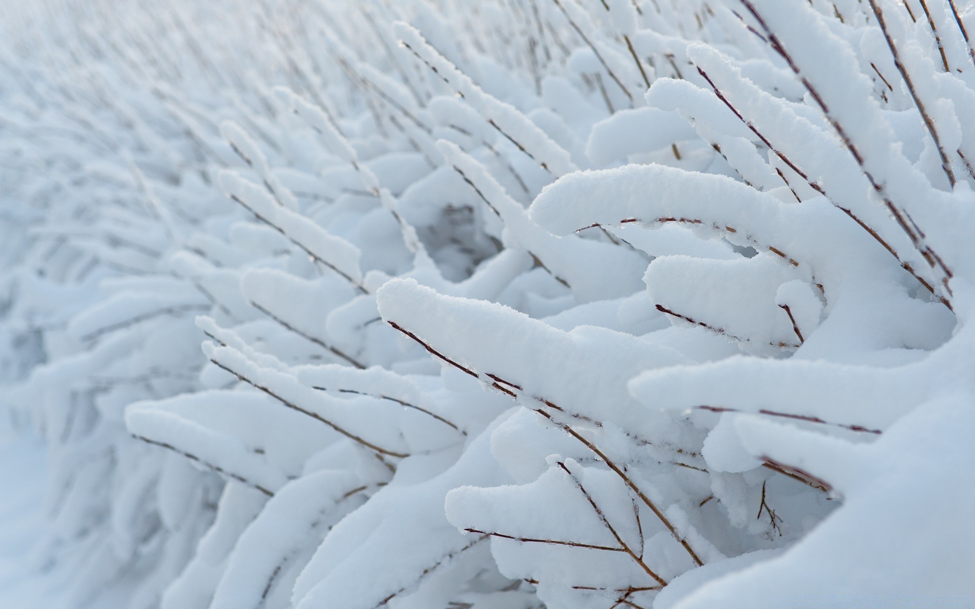 zima śnieg mróz zimny mrożony lód mroźna pogoda natura odkryty sezon lodowy krajobraz wzór śnieg-biały kryształ pulpit