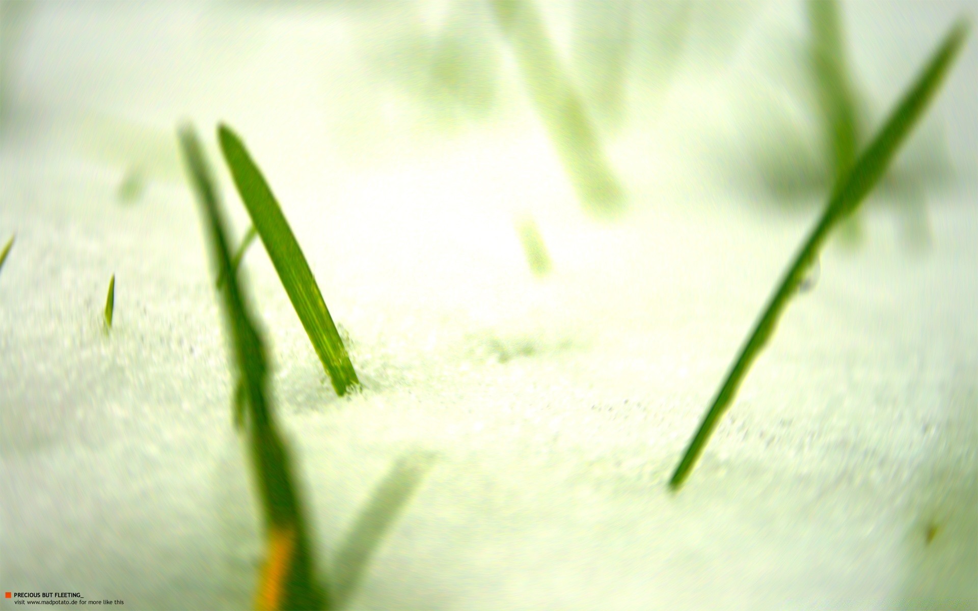 winter unschärfe natur wachstum blatt fallen gras tau sommer flora im freien regen garten nass gutes wetter sauberkeit medium wasser morgendä ngung