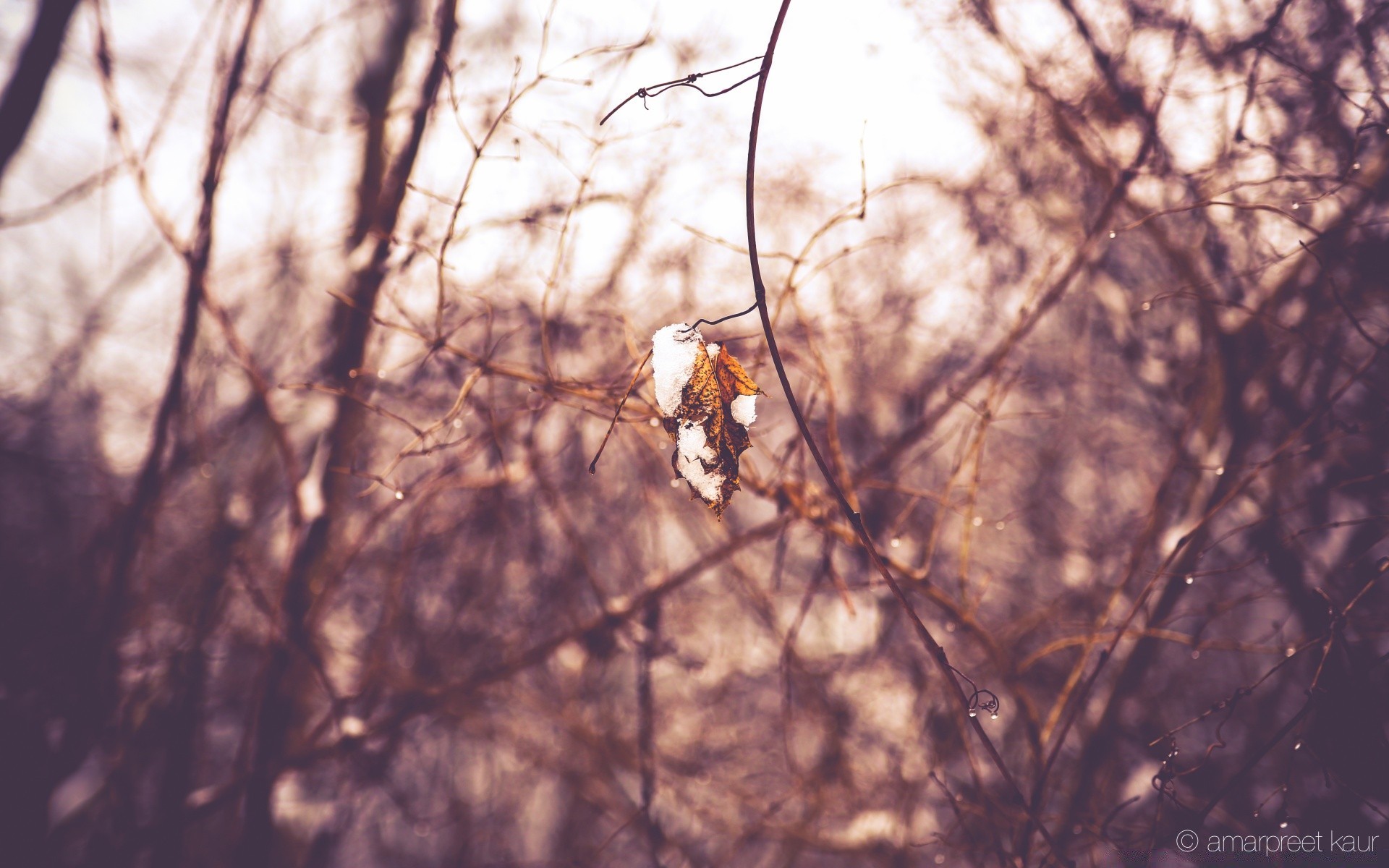 winter tree nature outdoors bird wood snow branch wildlife light fall park animal dawn cold landscape season environment