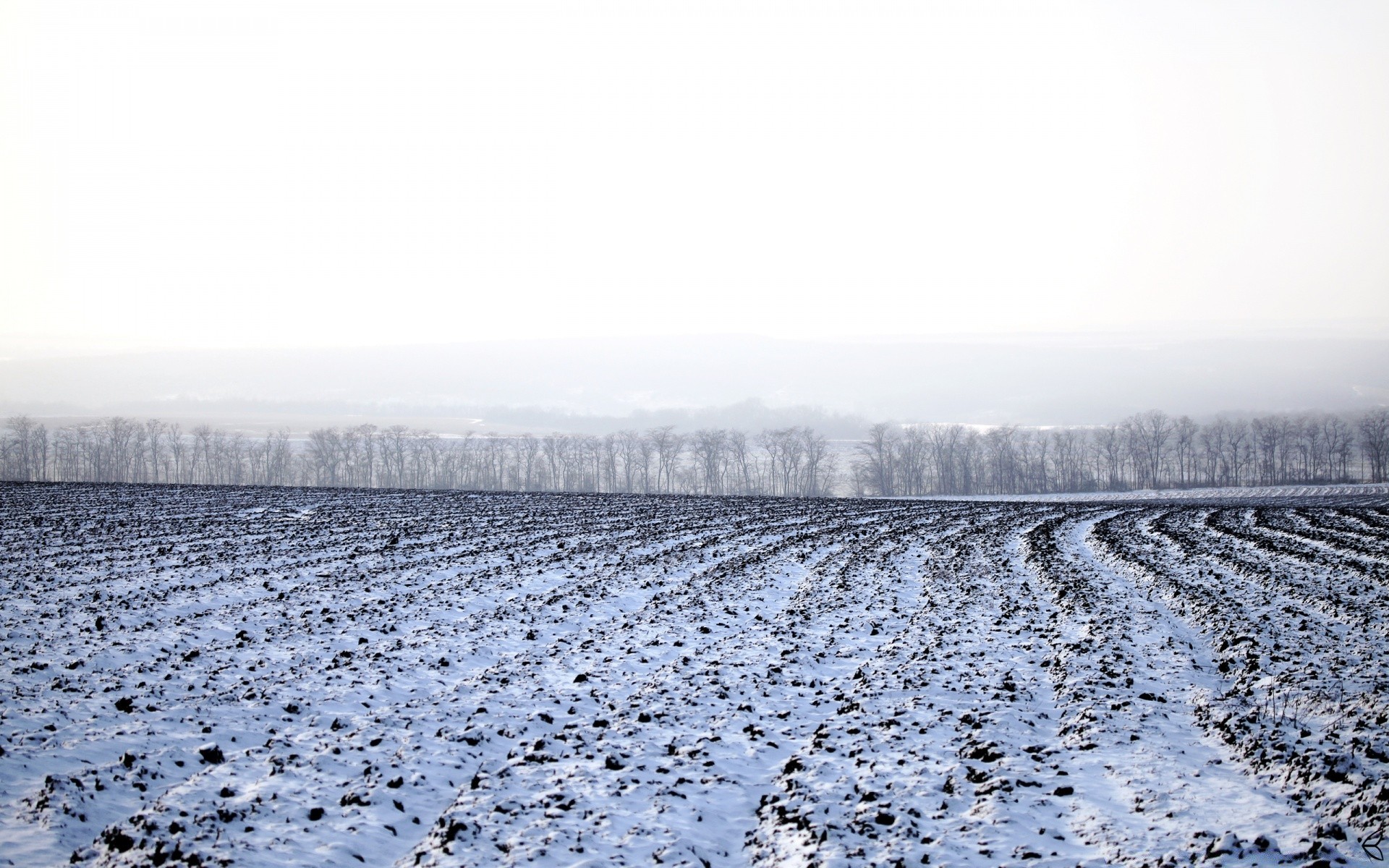 inverno gelo neve natura all aperto freddo ghiaccio paesaggio agricoltura congelato meteo