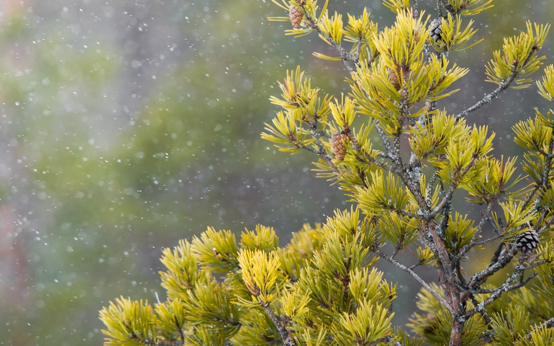 inverno natureza árvore flora ao ar livre ramo folha flor verão estação crescimento ambiente cor jardim brilhante bela