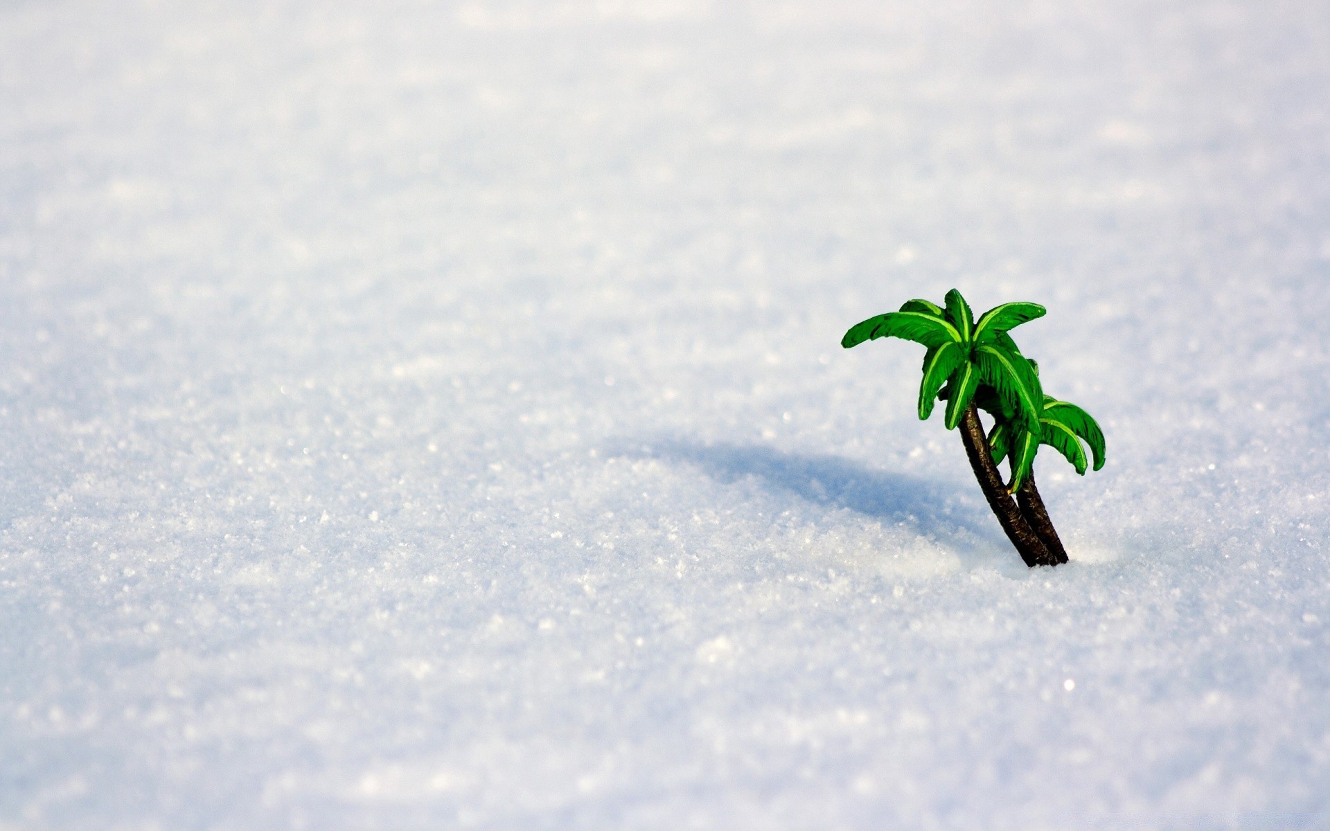 invierno nieve naturaleza hoja al aire libre desenfoque medio ambiente cielo paisaje crecimiento árbol