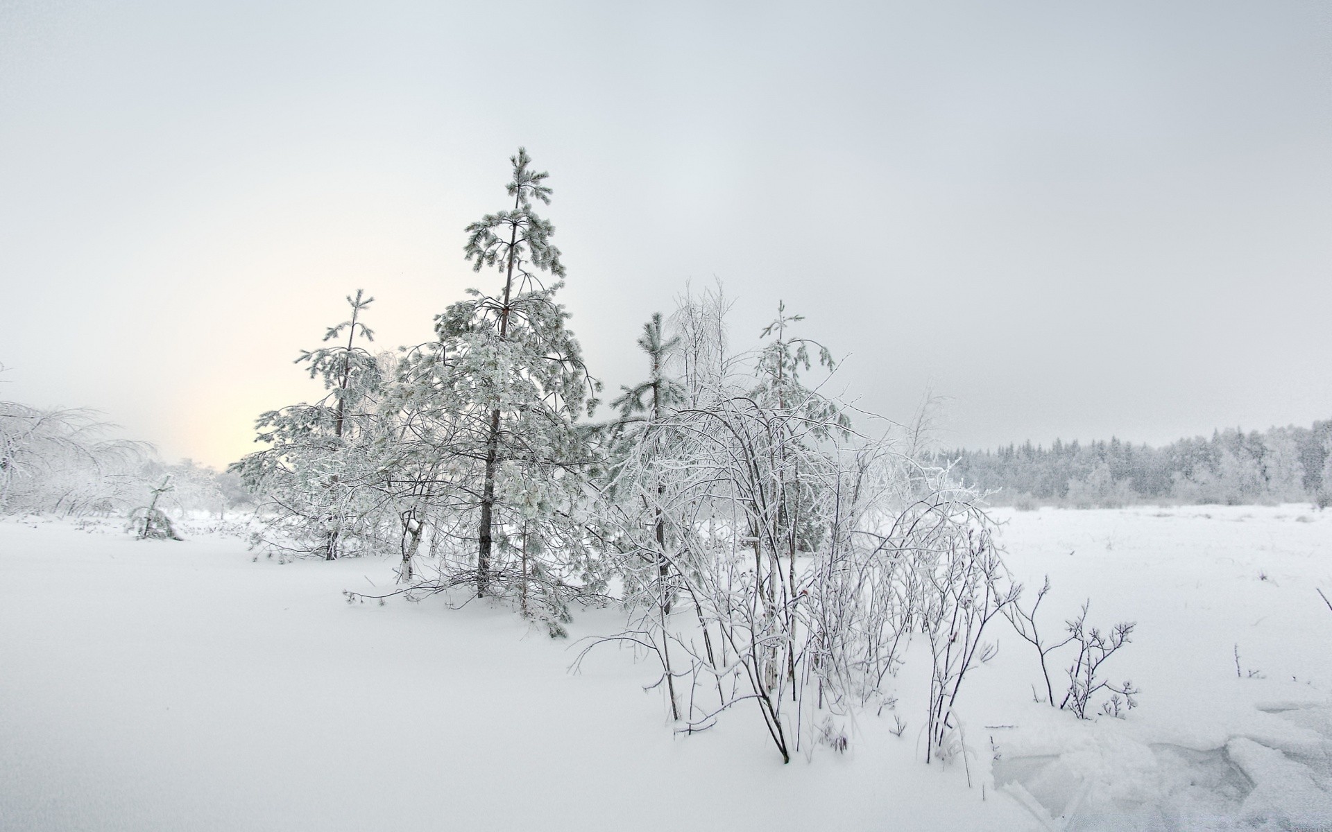 hiver neige froid gel congelé bois glace paysage bois météo brouillard givré nature saison scénique blizzard neige-blanc branche