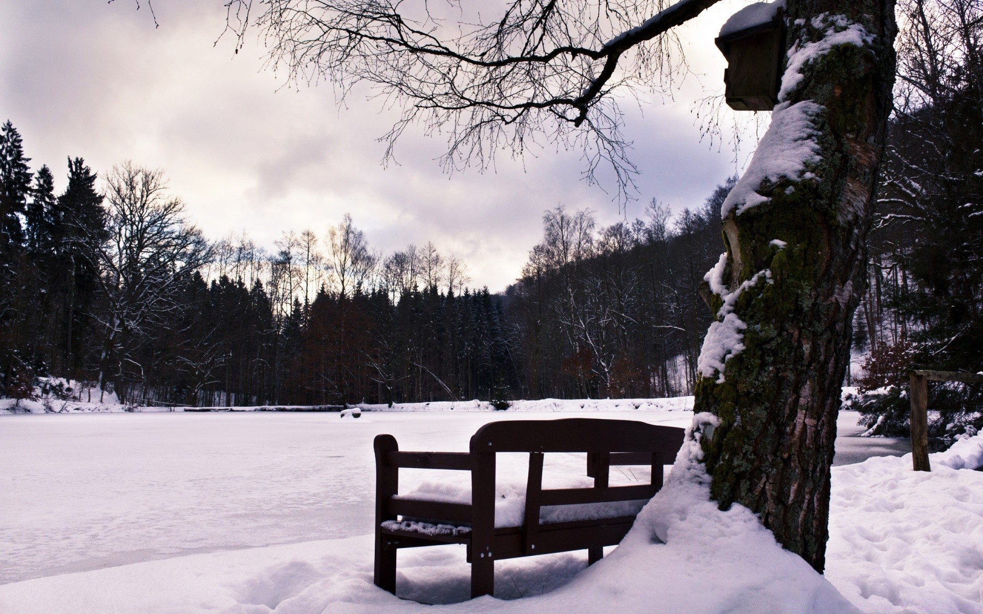 zima śnieg zimne drewno drzewo mróz mrożony lód krajobraz pogoda sceniczny sezon na zewnątrz ławka śnieżna śnieżyca