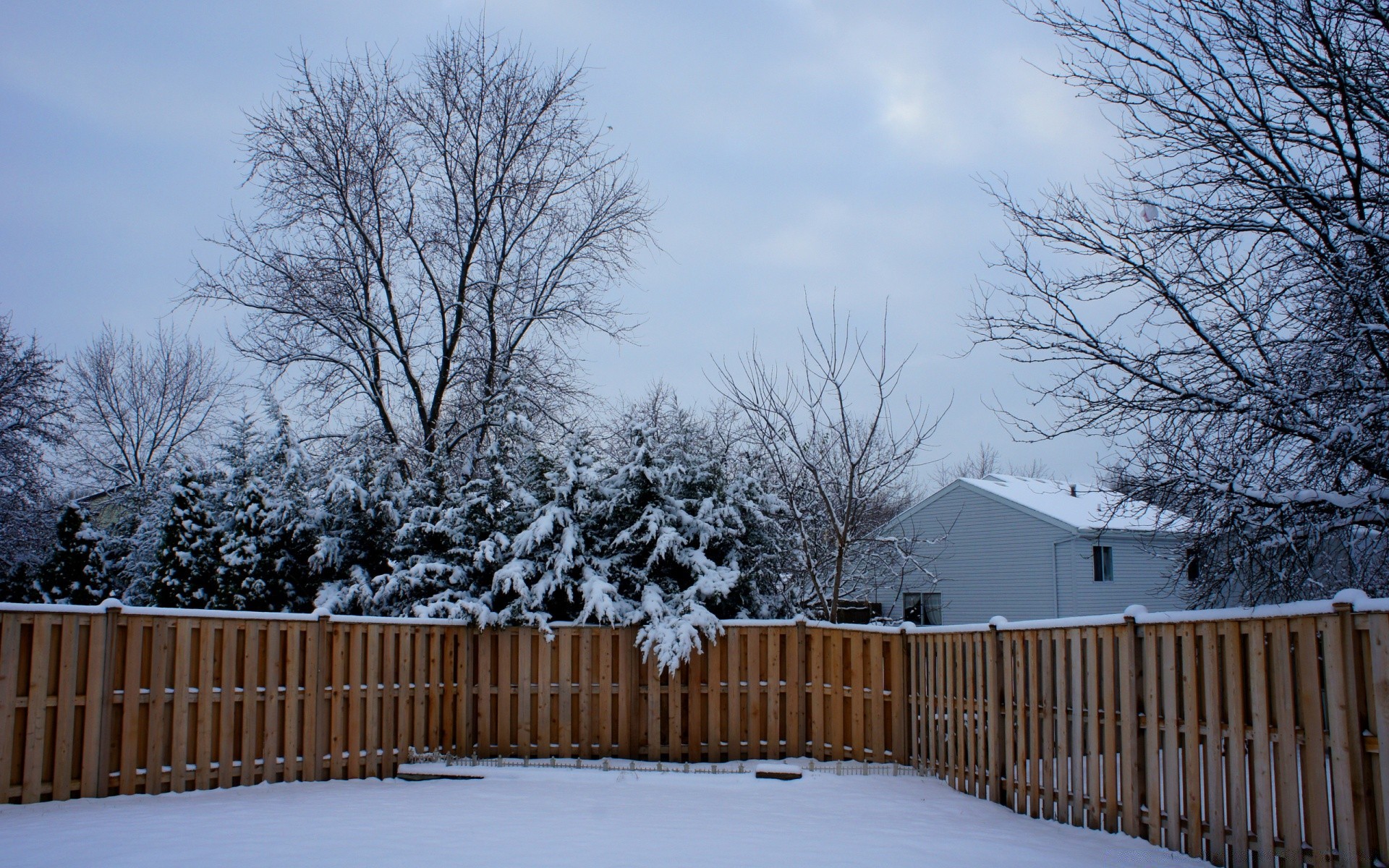 winter snow frost weather wood tree cold frozen season snowstorm landscape ice fence fog branch snow-white snowy frosty outdoors park