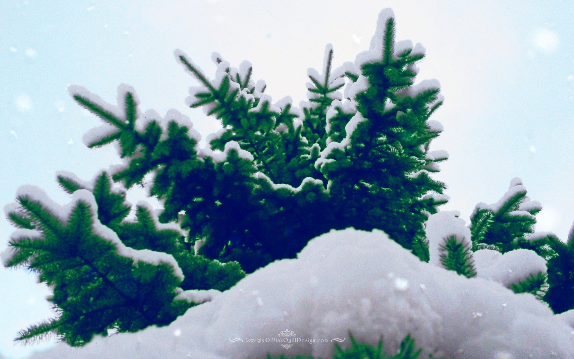 winter tree christmas landscape season snow evergreen nature branch daylight outdoors conifer weather environment flora pine