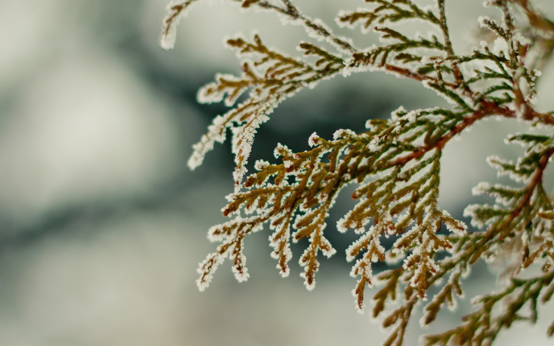 winter tree nature branch frost outdoors christmas blur flora leaf season snow close-up decoration desktop bright daylight wood color