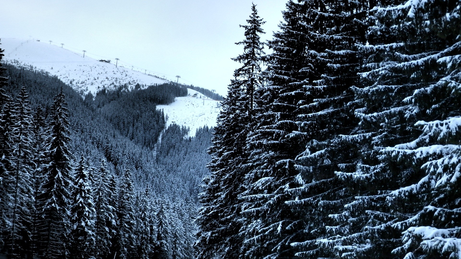 hiver neige gel froid bois bois congelés nature paysage saison glace conifères evergreen météo pin pittoresque montagnes sapin à l extérieur