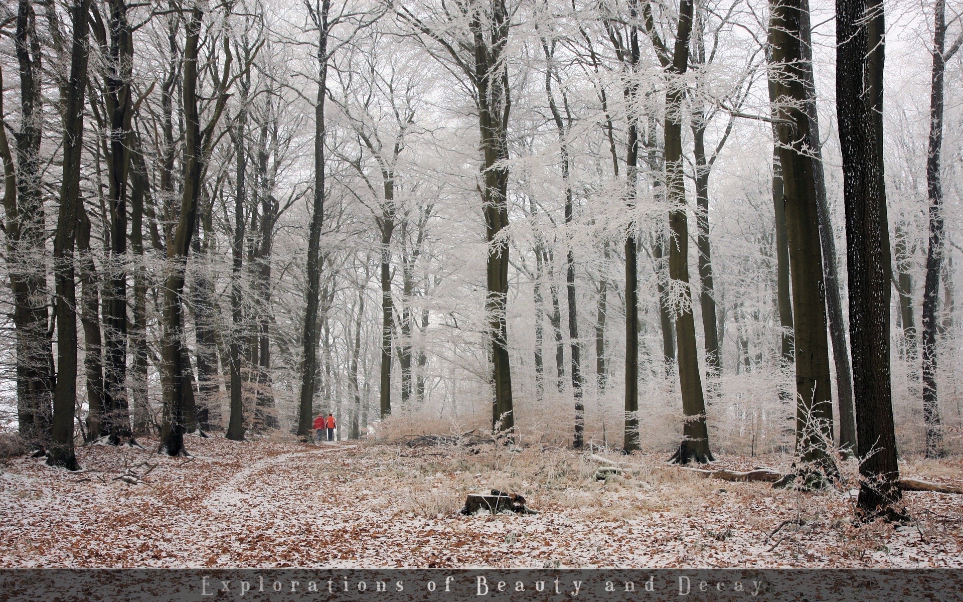 hiver bois bois neige paysage saison nature gel temps froid guide route parc brouillard branche automne scène environnement glace