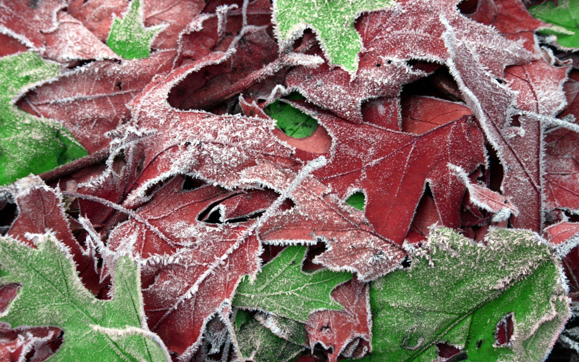 winter leaf nature pattern flora fall desktop tree texture frost season close-up color abstract horizontal environment outdoors