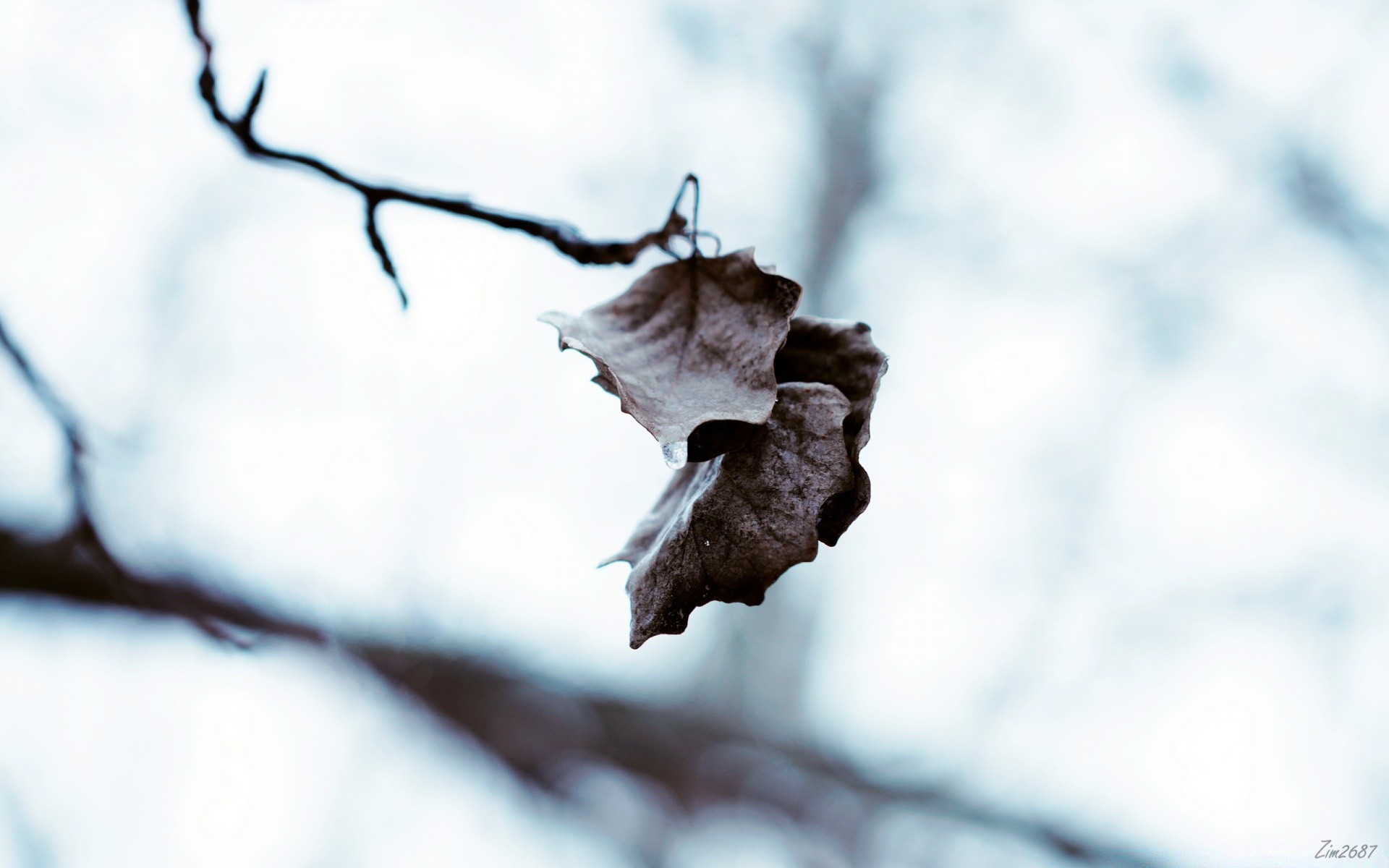 inverno albero neve all aperto sfocatura natura ramo autunno gelo foglia dop stagione freddo luce luce del giorno messa a fuoco bel tempo