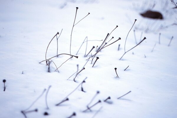 In einem schneebedeckten Feld sieht ein altes Gras aus