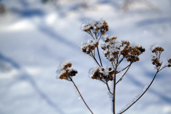 A frozen plant on a clear winter day