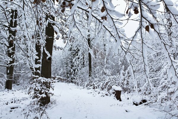 Bosque de nieve de invierno frío