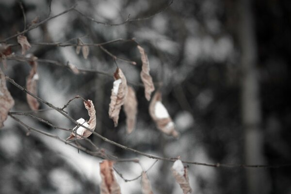 Foglie autunnali in inverno. Natura