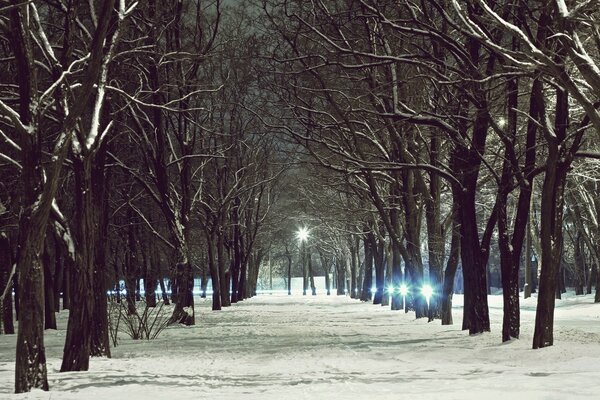 Winter alley with lanterns and trees