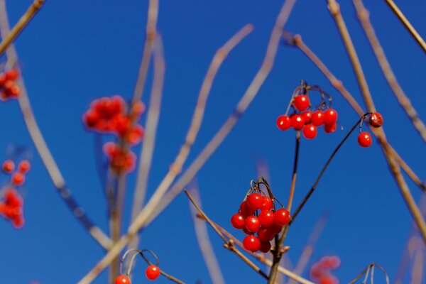 Winterbeere in der Sonne