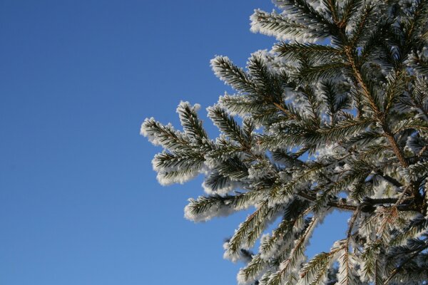 Winter tree in the sun