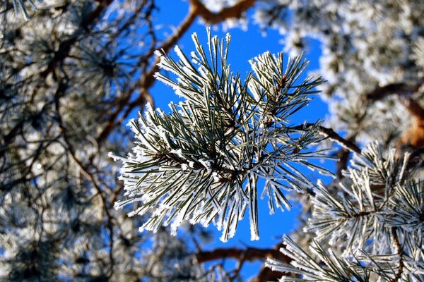 Aiguilles de sapin recouvertes de givre