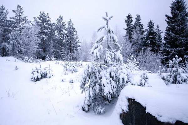 Winter forest in nature