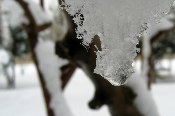 Neige glacée sur une branche en hiver