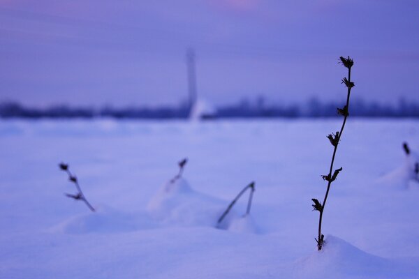 Naturaleza de invierno al aire libre