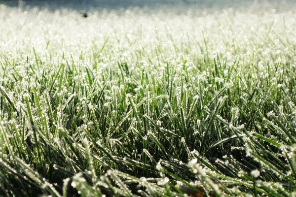 Das Gras auf der Weide raschelt vom Wind