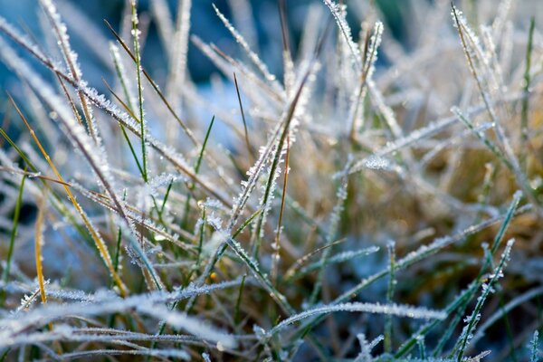 Gel du matin sur l herbe verte