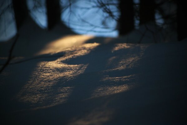 Couverture de neige de la forêt au coucher du soleil