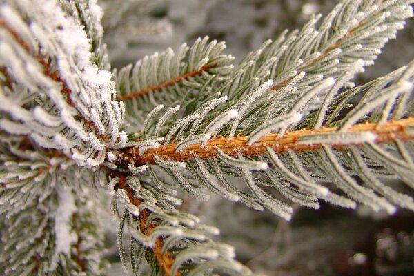 Голки блакитний їли взимку в інеї