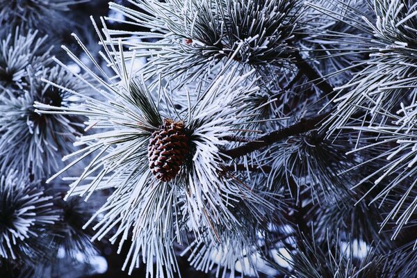 Pine cones surrounded by bright needles