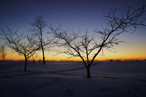 Winter trees waiting for the dawn