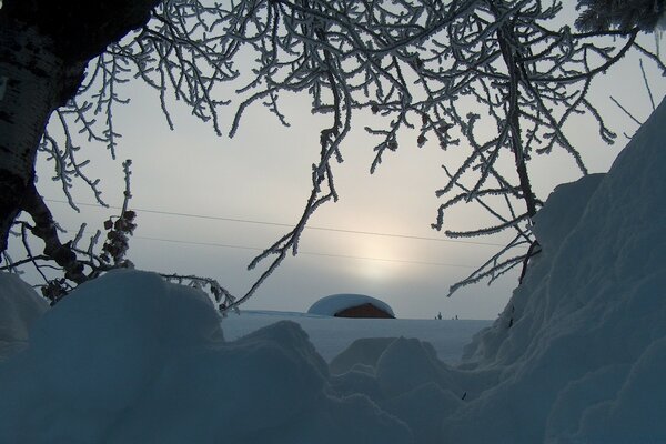 Winter landscape with a snow tree