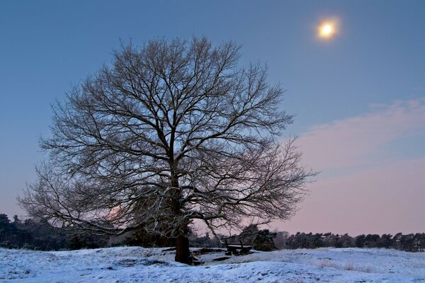 Ein einsamer Baum im Winterfeld