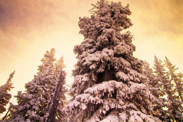 Wald mit Weihnachtsbäumen und Landschaft