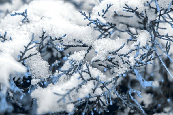 Nieve esponjosa en ramas de abeto