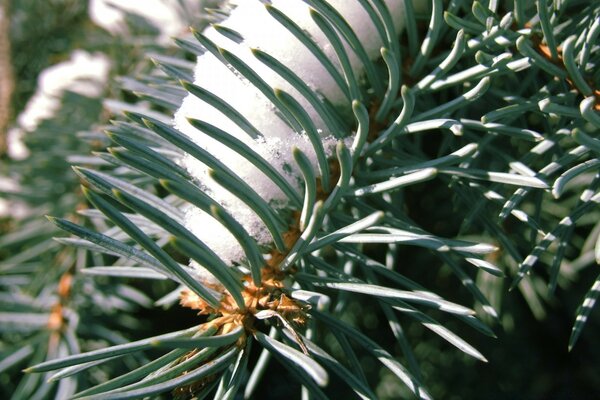 The green branch of the Christmas tree in the snow