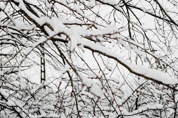 Äste im Schnee. Winterlandschaft