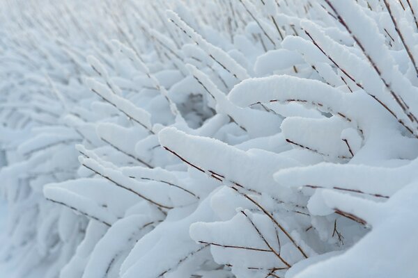 Snow-covered trees in cold winter