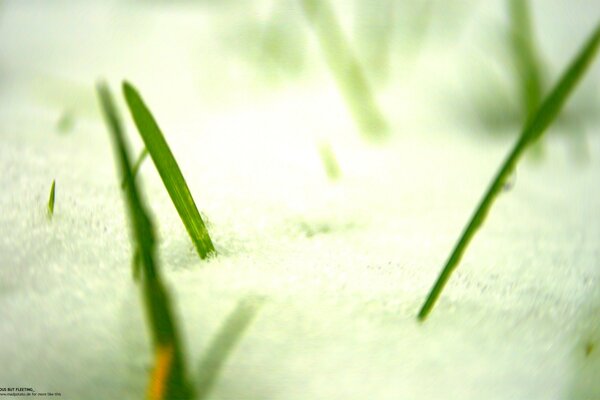 Entre la nieve brotes de plantas