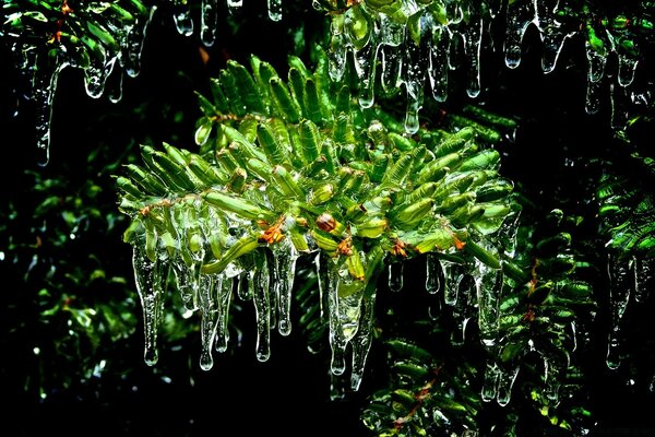 A fascinating view of ice on foliage