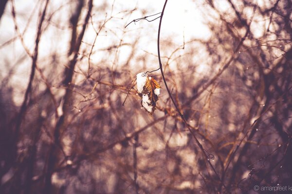 Vogel auf einem Baum schöne Landschaft