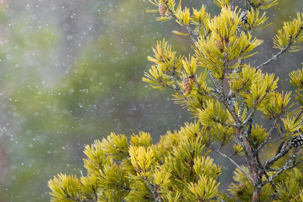 Respiro invernale e ramoscello di aghi