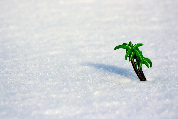 Nature. A piece of summer in the snow