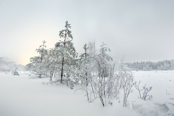 Snowy winter in a cold forest