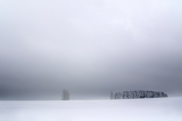 Winter landscape forest in fog